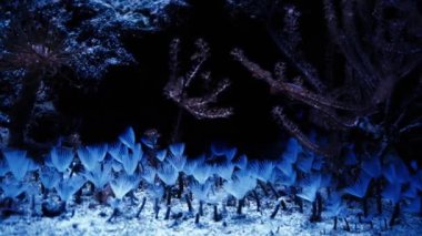 Coral Garden 'da deniz hayatı. Yumuşak ve sert mercanlı sualtı tropikal deniz manzarası. Su altı balık resifi denizcisi. Tropik renkli sualtı deniz manzarası. Mercan resifi sahnesi. Bir Deniz Burnu