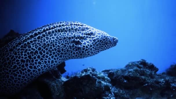 Κοντινό Πλάνο Ενός Μεσογειακού Χελιού Moray Που Κολυμπά Κάτω Από — Αρχείο Βίντεο
