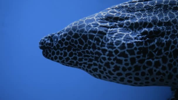 Akdeniz Moray Yılanbalığının Koyu Mavi Sudaki Bir Akvaryumda Altında Yüzerken — Stok video