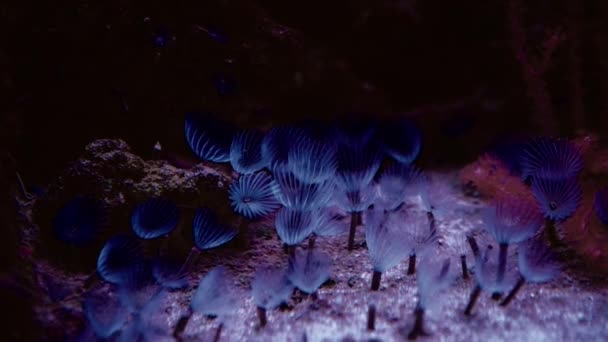 Vie Marine Dans Jardin Des Coraux Paysage Marin Tropical Coloré — Video