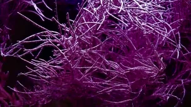 Vida Marina Jardín Del Coral Paisaje Submarino Tropical Colorido Con — Vídeos de Stock