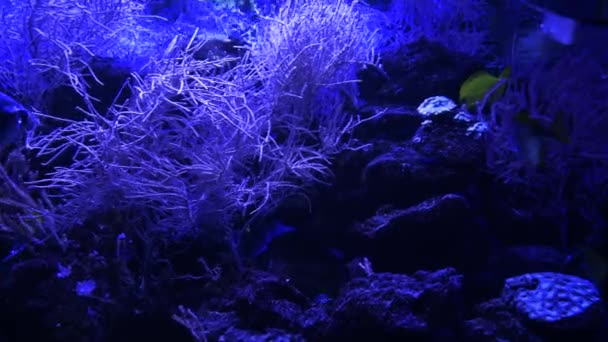 サンゴの庭での海洋生物 柔らかく硬いサンゴと水中の熱帯色の海 水中魚礁海洋 熱帯のカラフルな水中の海の風景 サンゴ礁のシーン 一の海景 — ストック動画
