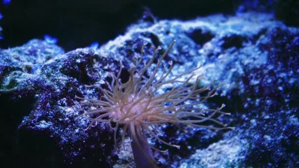 Marint Liv Coral Garden Undervattens Tropiska Färgglada Kustlandskap Med Mjuka — Stockvideo