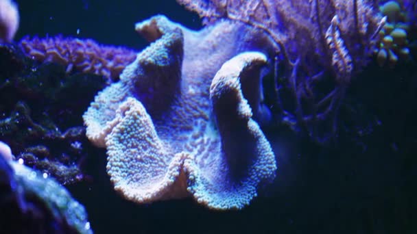 Meeresleben Coral Garden Unterwasser Tropische Bunte Meereslandschaft Mit Weich Und — Stockvideo