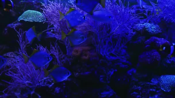 緑と石の背景に水に浮かぶ赤オレンジ色の腹を持つピラニア 立ってピラニア 接近中だ 世界の海の魚 高品質4K映像 — ストック動画