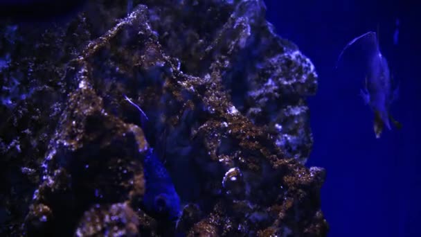 珊瑚花园的海洋生物 海底热带多彩的海景 珊瑚柔软坚硬 海底鱼类礁海洋 热带多彩的水下海景 珊瑚礁的景象海景的一个 — 图库视频影像