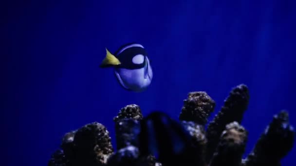 Niebieski Chirurg Pływa Akwarium Bliska Życie Morskie Oceanarium Podwodne Życie — Wideo stockowe