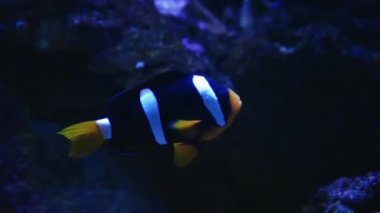 Maldivya denizinde su altında mercanların arka planında çok güzel egzotik beyaz balıklar. Renkli ve güzel resif yaban hayatının olduğu bir dünyada tüplü dalış. Deniz ve okyanus balıkları suyun altında