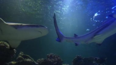 Büyük köpekbalıkları Atlantik Okyanusunda yavaşça yüzerler. Suyun altından güneş ışınlarının içinden geçişini izle. Yırtıcı ve tehlikeli balıklarla sualtı hayatının güzel bir resmi.