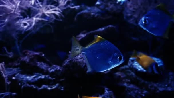 食人鱼 红色的腹部漂浮在水面上 背靠着绿色和石头 站着食人鱼 世界上的鱼 高质量的4K镜头 — 图库视频影像