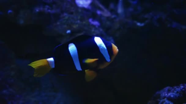 Schöne Exotische Weiße Fische Vor Dem Hintergrund Von Korallen Unter — Stockvideo