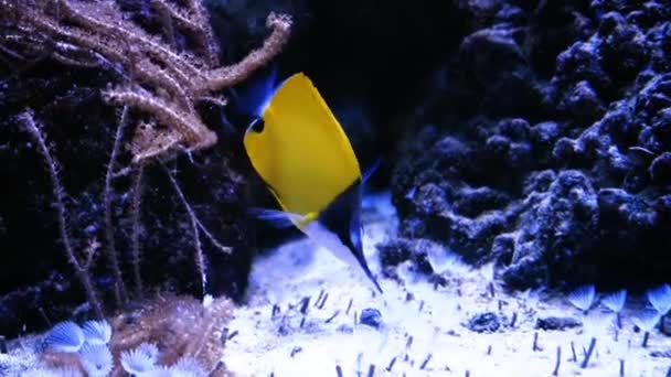 Piękna Egzotyczna Żółta Ryba Tle Korali Podwodnych Malediwach Nurkowanie Świecie — Wideo stockowe