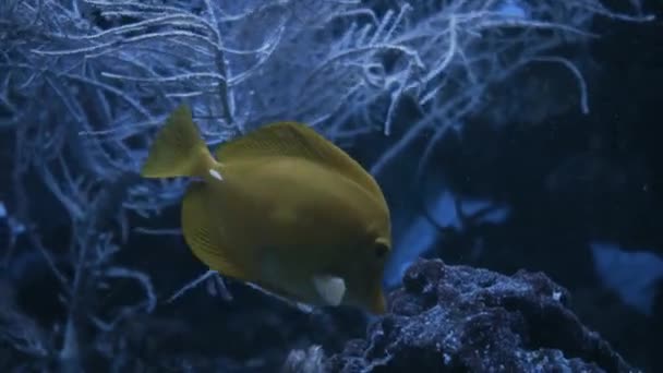 モルディブの海で水中のサンゴを背景に美しいエキゾチックな黄色の魚 カラフルで美しいサンゴ礁の野生動物の世界でスキューバダイビング 水中の海魚 — ストック動画