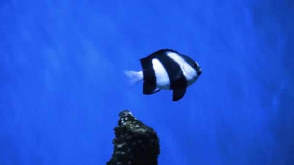 Красивая Экзотическая Белая Рыба Фоне Кораллов Водой Мальдивском Море Дайвинг — стоковое видео