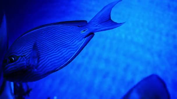 一群在水族馆里游泳的鱼 鱼在水里 海里的一群鱼 水族馆里的热带鱼多姿多彩 在植物和珊瑚中间的两个环节动物的特写 — 图库视频影像