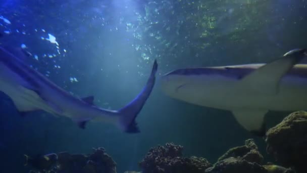 大鲨鱼在大西洋中缓慢地游动 从下面透过太阳光透过水面观看 一个美丽的水下生物与掠夺性和危险的鱼的图片 — 图库视频影像