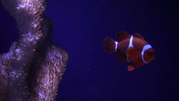 一群在水族馆里游泳的鱼 鱼在水里 海里的一群鱼 水族馆里的热带鱼多姿多彩 在植物和珊瑚中间的两个环节动物的特写 — 图库视频影像