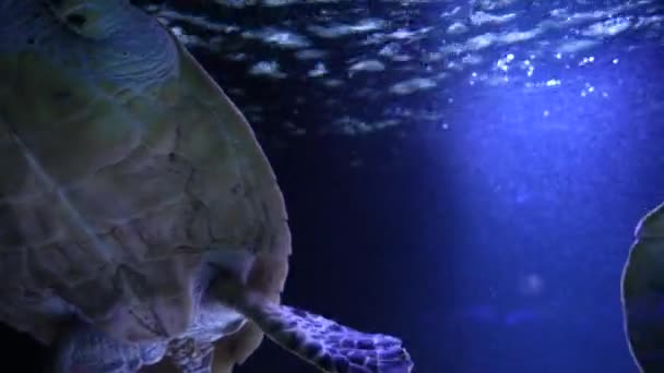 Mořský Život Tropické Želvy Volné Přírodě Mořská Želva Plave Pomalu — Stock video