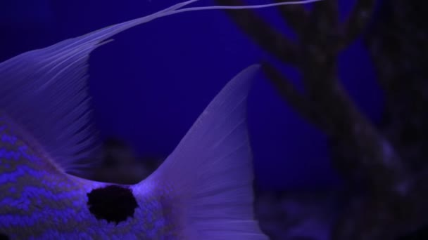 Gyönyörű Egzotikus Fehér Hal Víz Alatti Korallok Hátterében Maldív Tengeren — Stock videók