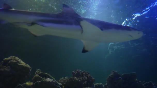 Stora Hajar Simmar Långsamt Atlanten Utsikt Underifrån Genom Solens Strålar — Stockvideo