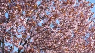 İlkbaharda çiçekli kiraz dalı. Kiraz çiçekleri olan güzel bir Japon ağacı dalı. - Beyaz. Bahar Çiçekleri. Kiraz. Sakura. Arkaplan