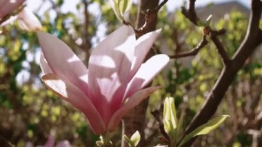 Pembe Magnolia ağacı. Bahar mevsiminde manolya çiçekleri kapanıyor. Magnolia ağacı çiçek açtı. Hafif esinti bahar mevsiminde güzel pembe çiçekleri hareket ettirir