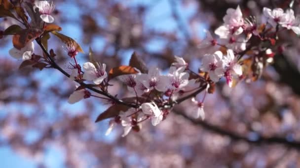 Cseresznyefa Virággal Tavaszi Virágban Egy Gyönyörű Japán Faág Cseresznyevirágokkal Fehér — Stock videók