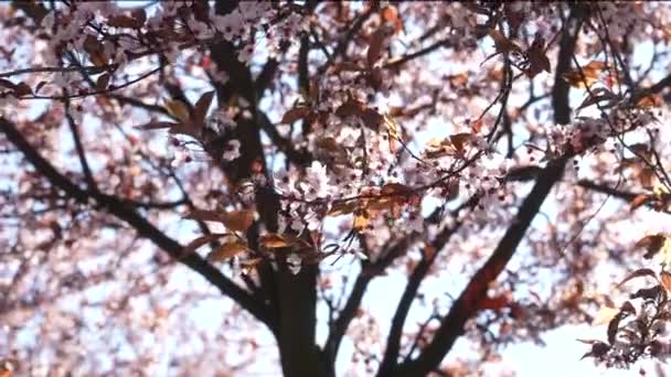Vårblommor Blommar Blommande Körsbärsträd Full Blom Blå Himmel Bakgrund Sakura — Stockvideo