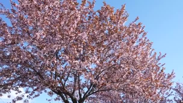 春花盛开 在蓝天背景下 樱花盛开 枝繁叶茂 枝繁叶茂 春天的日本花园 果实累累的植物开花 新鲜花卉及花瓣 — 图库视频影像