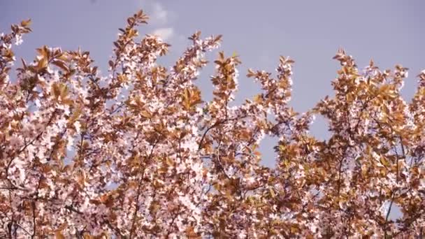 Cseresznyefa Virággal Tavaszi Virágban Egy Gyönyörű Japán Faág Cseresznyevirágokkal Fehér — Stock videók