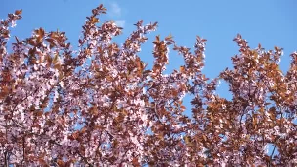 Jarní Květiny Kvetou Kvetoucí Třešeň Strom Plném Květu Pozadí Modrého — Stock video
