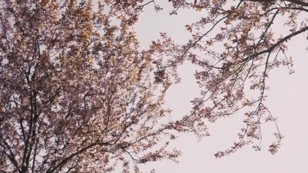 Lkbaharda Çiçekli Kiraz Dalı Kiraz Çiçekleri Olan Güzel Bir Japon — Stok video