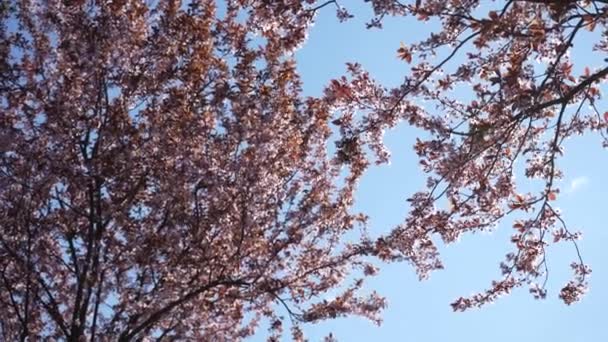 Closeup Blooming White Pear Flowers Morning Sunlight 나무에서 오르는 부드러운 — 비디오