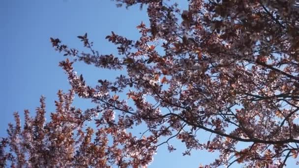 Detailní Záběr Kvetoucích Bílých Hruškovitých Květů Ranním Slunci Jarní Kvetoucí — Stock video