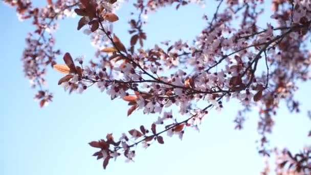 Zbliżenie Kwitnących Białych Gruszkowych Kwiatów Pod Porannym Słońcem Wiosenne Tło — Wideo stockowe
