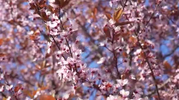 Крупним Планом Квітучі Білі Груші Під Ранковим Сонячним Світлом Весняний — стокове відео