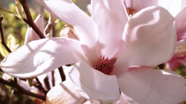 Pembe Magnolia ağacı. Bahar mevsiminde manolya çiçekleri kapanıyor. Magnolia ağacı çiçek açtı. Hafif esinti bahar mevsiminde güzel pembe çiçekleri hareket ettirir