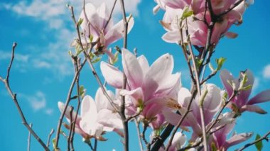 Pembe Magnolia ağacı. Bahar mevsiminde manolya çiçekleri kapanıyor. Magnolia ağacı çiçek açtı. Hafif esinti bahar mevsiminde güzel pembe çiçekleri hareket ettirir