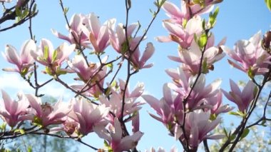Pembe Magnolia ağacı. Bahar mevsiminde manolya çiçekleri kapanıyor. Magnolia ağacı çiçek açtı. Hafif esinti bahar mevsiminde güzel pembe çiçekleri hareket ettirir