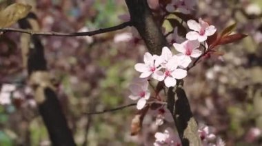 İlkbaharda çiçekli kiraz dalı. Kiraz çiçekleri olan güzel bir Japon ağacı dalı. - Beyaz. Bahar Çiçekleri. Kiraz. Sakura. Arkaplan