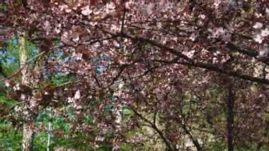 İlkbaharda çiçekli kiraz dalı. Kiraz çiçekleri olan güzel bir Japon ağacı dalı. - Beyaz. Bahar Çiçekleri. Kiraz. Sakura. Arkaplan