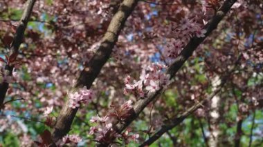 İlkbaharda çiçekli kiraz dalı. Kiraz çiçekleri olan güzel bir Japon ağacı dalı. - Beyaz. Bahar Çiçekleri. Kiraz. Sakura. Arkaplan