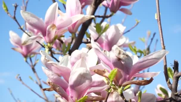 粉色盛开的木兰花树 在春季 木兰花盛开 木兰花盛开 春天里微风吹动着美丽的粉色花朵 — 图库视频影像