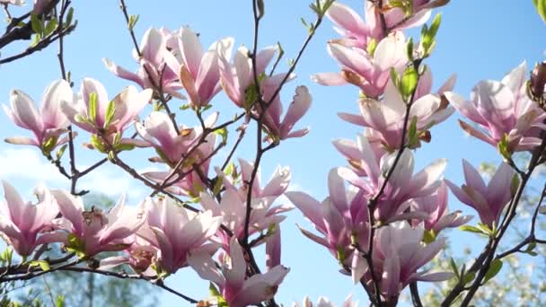 Rosa Blühender Magnolienbaum Großaufnahme Der Magnolienblüten Der Frühlingszeit Magnolienbaum Voller — Stockvideo