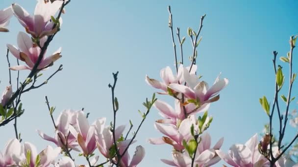粉色盛开的木兰花树 在春季 木兰花盛开 木兰花盛开 春天里微风吹动着美丽的粉色花朵 — 图库视频影像