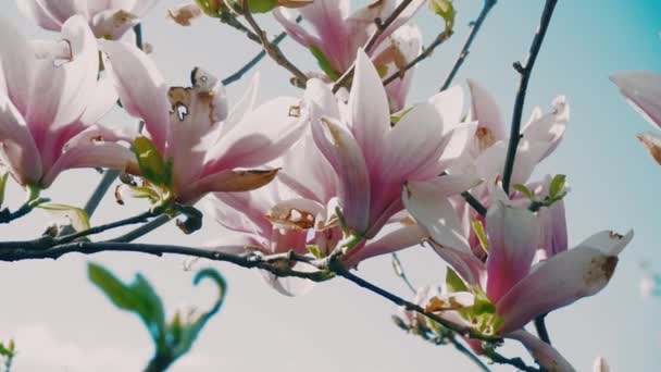 ピンクのマグノリアの木が咲く 春にはマグノリアの花を閉じます 開花中のマグノリアの木 光の風が春に美しいピンクの花を動かす — ストック動画