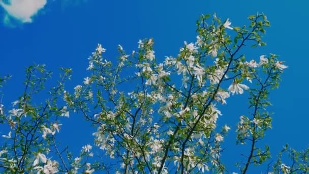 有分枝的花树 背景上有太阳耀斑 树的花朵靠拢了 美丽的白花 — 图库视频影像