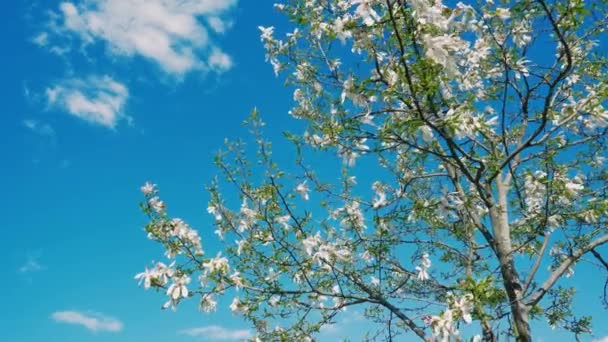 背景に太陽のフレアを持つ枝を持つ花の木 木の花を閉じる 美しい白い花 — ストック動画