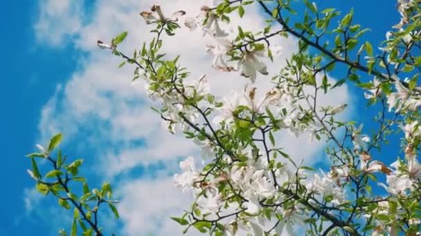 Kwitnące Drzewo Gałęziami Rozbłyskami Słonecznymi Tle Kwiat Drzewa Blisko Piękne — Wideo stockowe