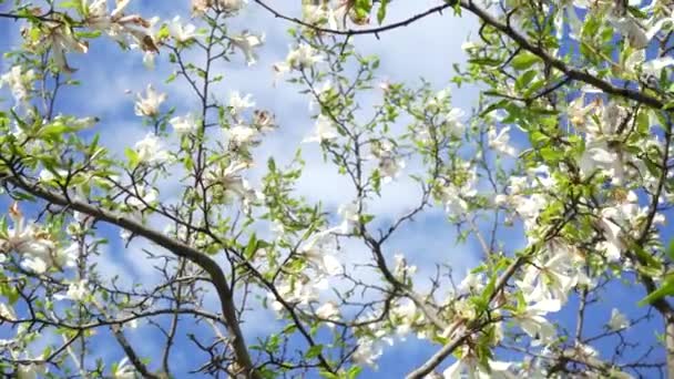 有分枝的花树 背景上有太阳耀斑 树的花朵靠拢了 美丽的白花 — 图库视频影像